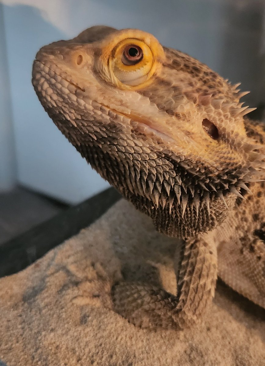 HallDrago's tweet photo. Handsome boy had a bath yesterday 😊 #freshandsoclean #lizardlife https://t.co/OJIx0aKMxE