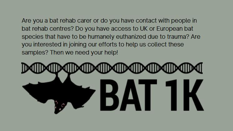 bat1kgenomes's tweet photo. ๐ฆ-season is approaching! The providers of the #bat tissues that are used to generate reference quality genomes will be named as a co-author on the Wellcome Trust Open Access first publication of the #genome.
@sangerinstitute @darwintreelife @SangerToL @WellcomeOpenRes https://t.co/aa9Sn9HBJO