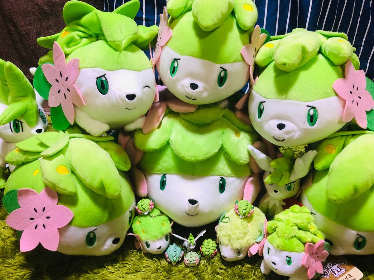 oregareodayo's tweet photo. 家にあるシェイミグッズとゲーム内で撮った写真でお祝いじゃぁぁぁぁぁ！！
(これでも男子高校生です。)
 #シェイミの日 https://t.co/jyd70y3vPQ