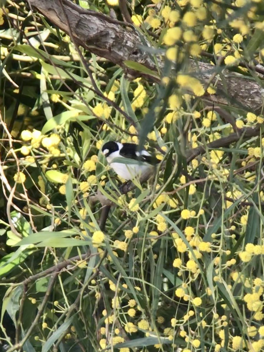 #cyprusbirds ⁦<a href="/birdingblade/">Richard Collis</a>⁩ migration highlights round Spiros area today and p/scope as you see it shots. Drake Garganey displaying, Herons arriving plus a showy Nightingale and a cracking male Collared fly. Thanks to ⁦<a href="/birdingabroad/">Birding Abroad</a>⁩ for a great holiday.