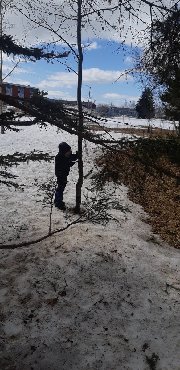 MsYoung_Kinder's tweet photo. Climbing trees, playing "family," tree tapping, and making campfires - all signs of a well spent spring afternoon outside 🔆🌲🌱
#outdoorplay #learningthroughplay #Kindergarten  @NLESDCA  @Elwoodelementar https://t.co/UjAn9mAMwM