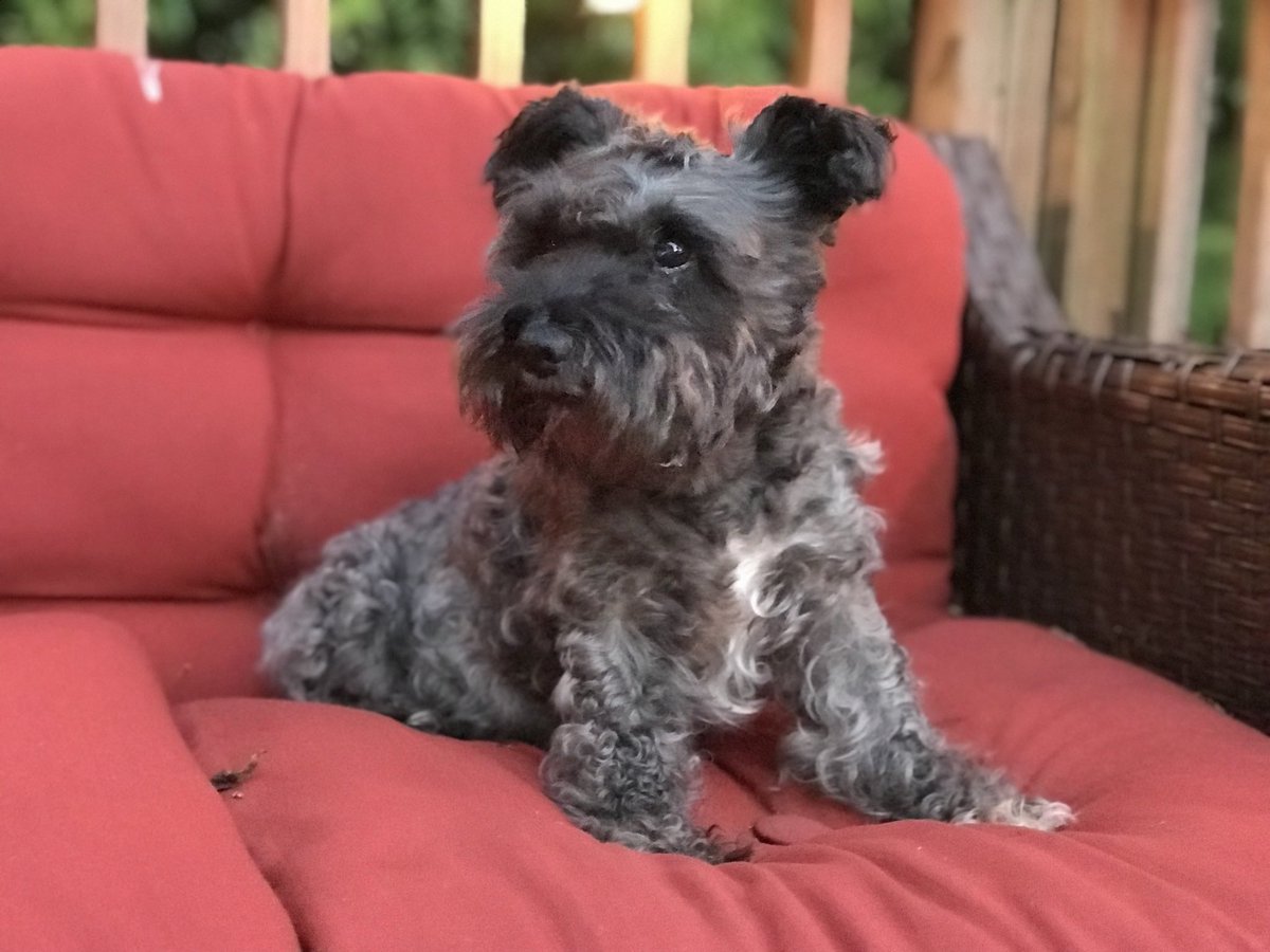 TinaLeachTweets's tweet photo. @Citizen_Case Miss Tallulah Nora Leach-Williams, AKA Lulu, AKA DJ Babycakes https://t.co/jN6r4TNhcP