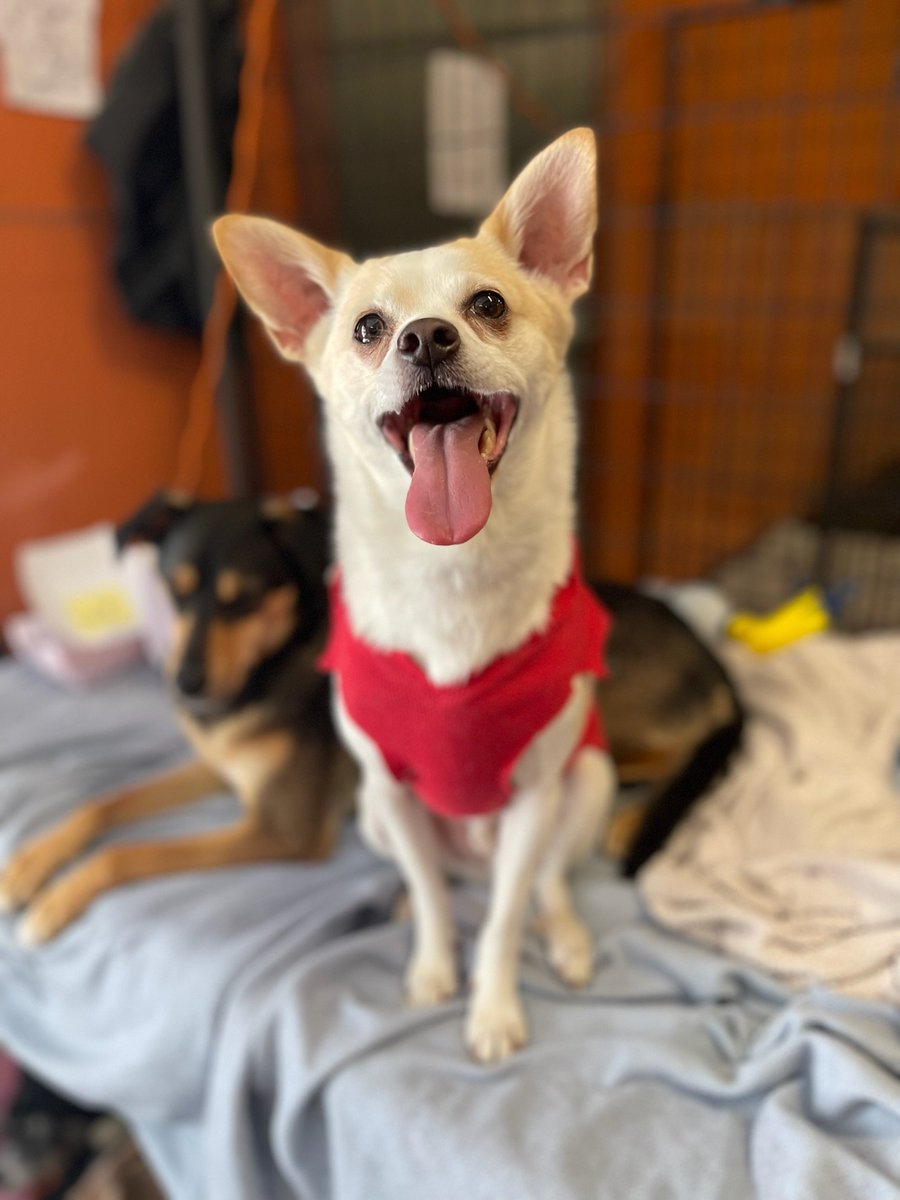 "I'm all about #TongueOutTuesday this week." 

#dogsoftwitter #dogs #pets #DogTwitter #tonguesout
