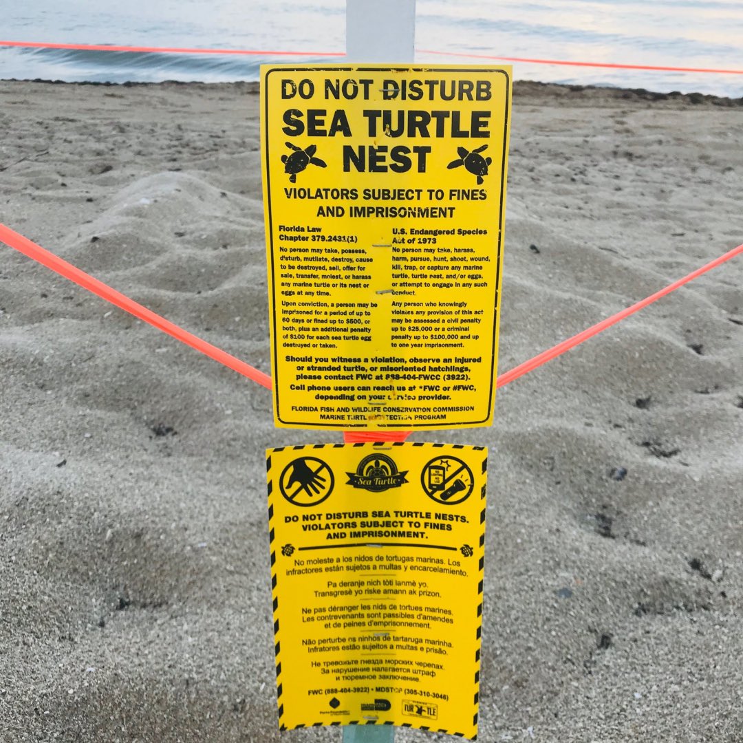 MiamiBeachNews's tweet photo. Next time you head to our beautiful beach, remember to share the shore!

In the United States, an estimated 90 percent of all sea turtle nesting occurs on Florida’s beaches.
 
Please do not disturb baby sea turtles in the making. #TurtleTuesday #MBSharetheShore https://t.co/vhyb4Cu9VN