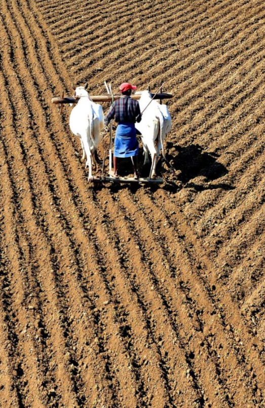 That's a wrap! Just closed another succesful GEOPOTATO season in #India and #Bangladesh. >200.000 #smallholder #potato farmers served through <a href="/Bayer4Crops/">Bayer | Crop Science</a> with #lateblight alerts together with <a href="/WUR/">Wageningen U&R</a>  and <a href="/mPowerSoc/">mPower Social</a>. 10-15% yield increase! Powered by <a href="/CopernicusEU/">Copernicus EU</a> #Sentinel2 data.