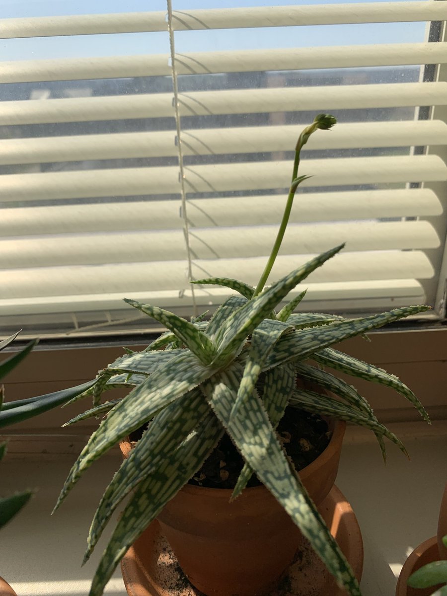 #HouseplantHour flower stalk alert! If I only remembered the ID of this plant...