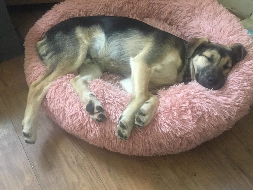 EvermoreDog's tweet photo. PICKLE is 7mo &amp; super natured who loves other dogs.  He’s great with adults &amp; children (10+ please) but can be a little shy with new people; but he’s won over very quickly with treats!   Pickle is great on the lead and has excellent recall. he’s a very loyal and loving pup… https://t.co/Zt03kbxMBh