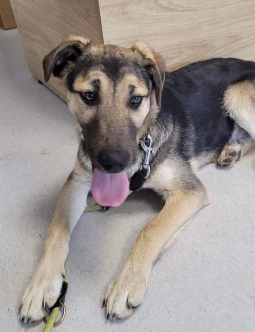 EvermoreDog's tweet photo. PICKLE is 7mo &amp; super natured who loves other dogs.  He’s great with adults &amp; children (10+ please) but can be a little shy with new people; but he’s won over very quickly with treats!   Pickle is great on the lead and has excellent recall. he’s a very loyal and loving pup… https://t.co/Zt03kbxMBh
