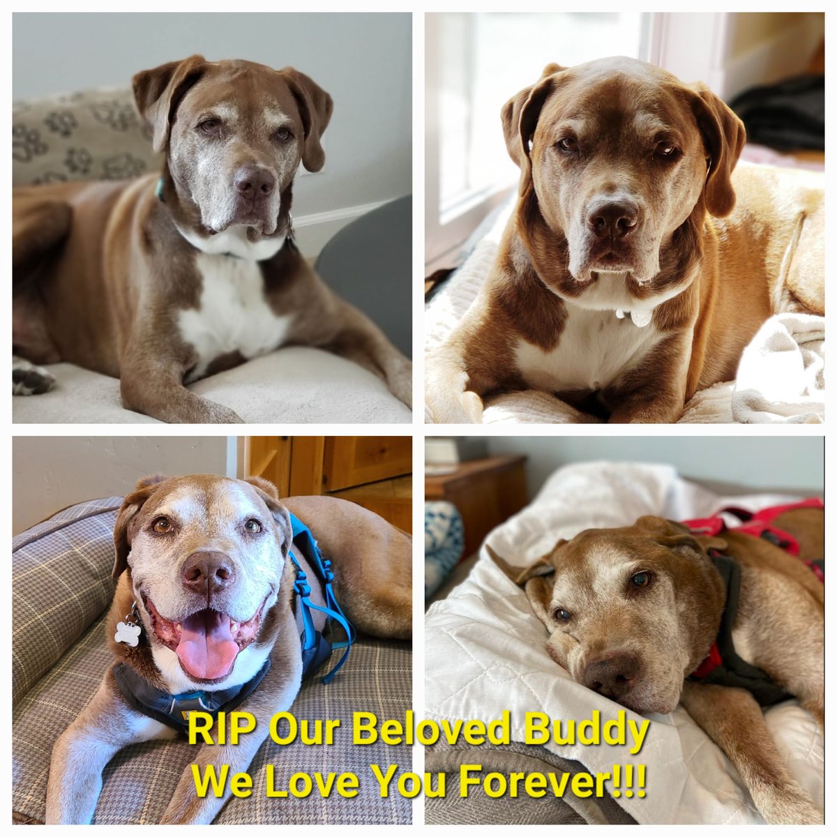 ClintonGott's tweet image. Our most special boy Buddy had to leave us today. Senior rescue at 10. Now almost 15.  Two cancer battles, spine issues, TPLOs, athritis and recently went blind. He was ready. Will be immensely missed. And eternally loved. #dogsoftwitter 

Can't wait to be with him again. 🌈