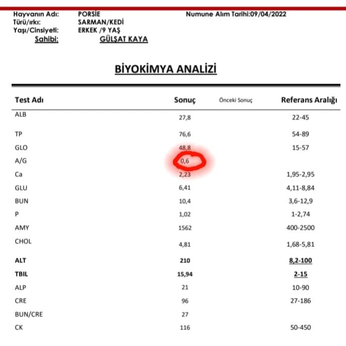 fipwarriorporsi's tweet photo. Porsie’ye kontrol amaçlı test yaptırdık. Değerleri daha iyi ama tedavisinin hala devam etmesi gerekiyor. Burdan hiç destek alamıyorum, öğrenciyim, sınavlarım dolayısıyla giremedim. Borçla tedaviyi devam ettirmeye çalışıyorum ama tıkandım, dayanacak gücüm yok. Lütfen destek verin. https://t.co/4vR1HPp0N2