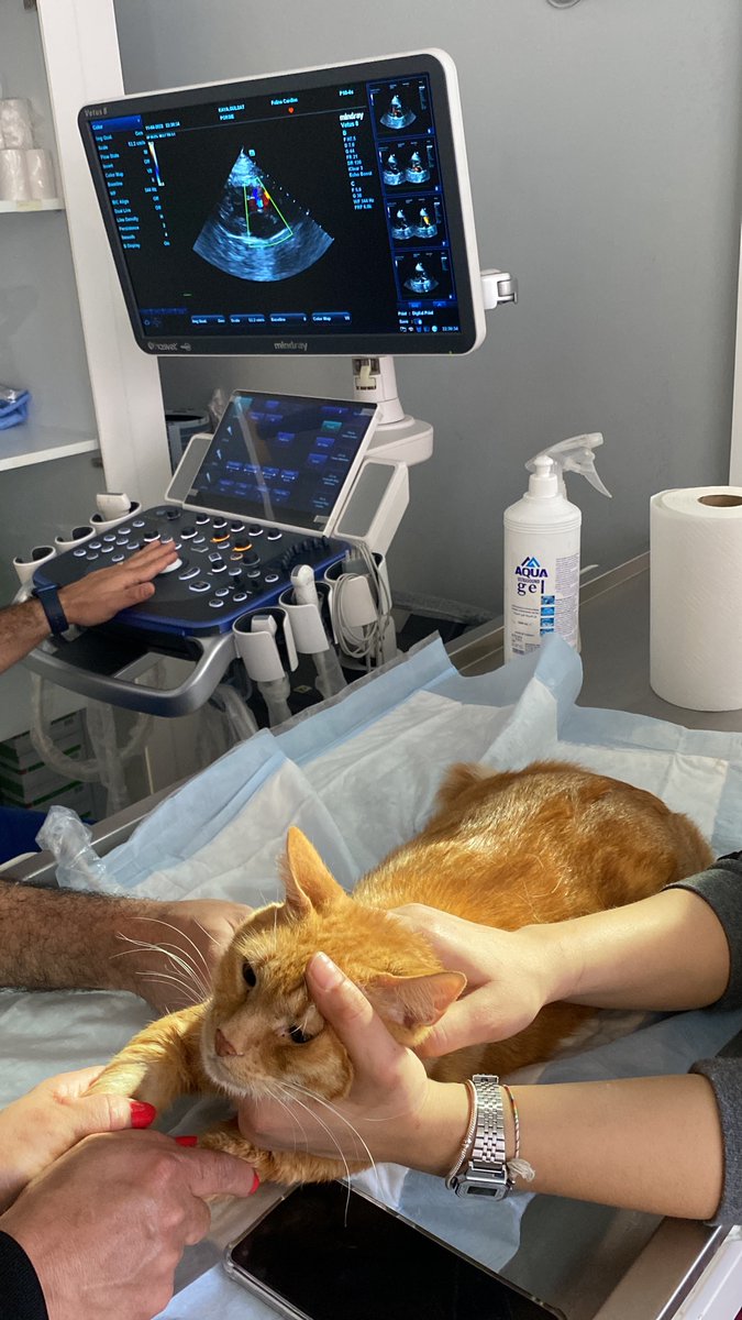 fipwarriorporsi's tweet photo. Porsie’nin kan değerlerinin 0,7 ye çıkması gerekiyor. Tedavisi hala bitmedi. Ultrason çekildi ve vücudunda fip kaynaklı sıvı mevcut. İlaçlarını alabilmem için acil desteklere ihtiyacım var. Buradan kimse sesimi duymuyor. Lütfen görmezden gelmeyin. Lütfen destek olun. https://t.co/OahHIsHJiC