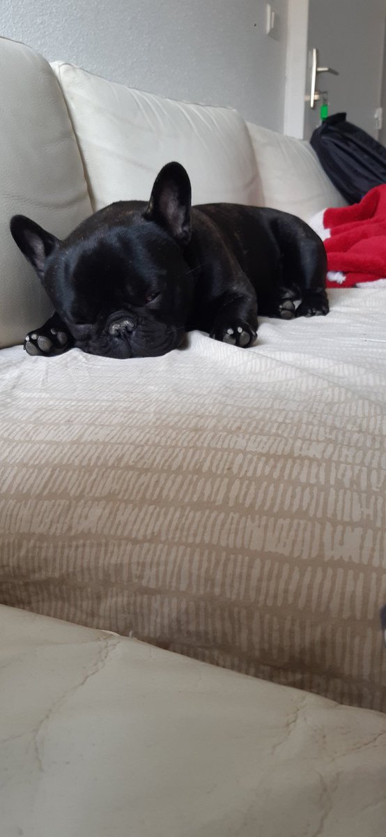 Scar_doggo's tweet photo. 10 mois !
On a beaucoup voyagé avec maine ce mois ci alors j'ai du bocou faire le dodo pour reprendre des forces ! https://t.co/gVsIxtMEpL