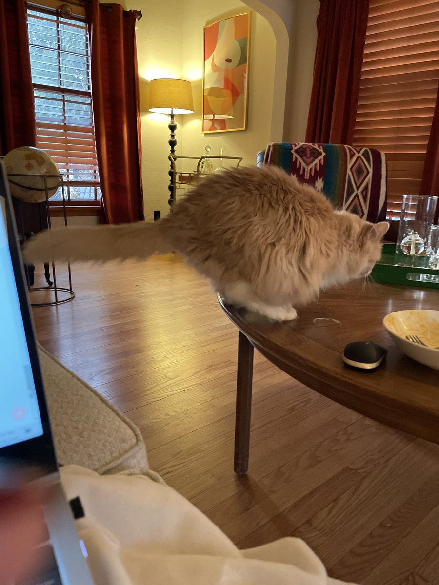 NephCatness tweet media