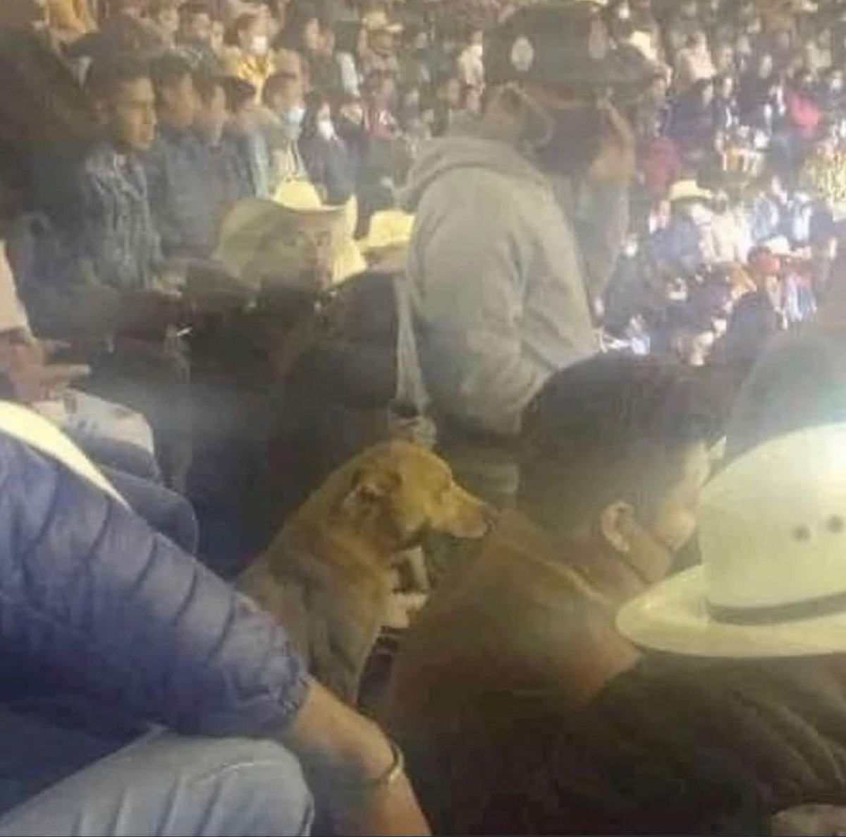 Dilo con perritos tweet media