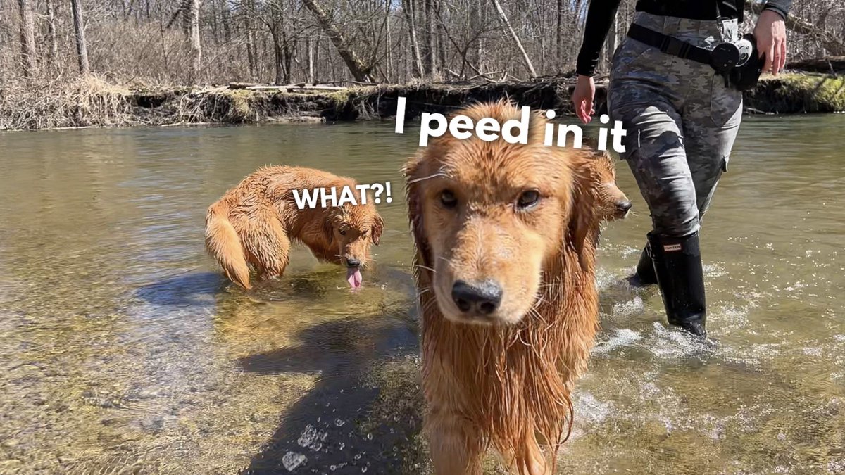 tuckerbudzyn's tweet photo. Todd's first swim in the river!
https://t.co/GCLER1YHmO https://t.co/TCrUT7FJaw