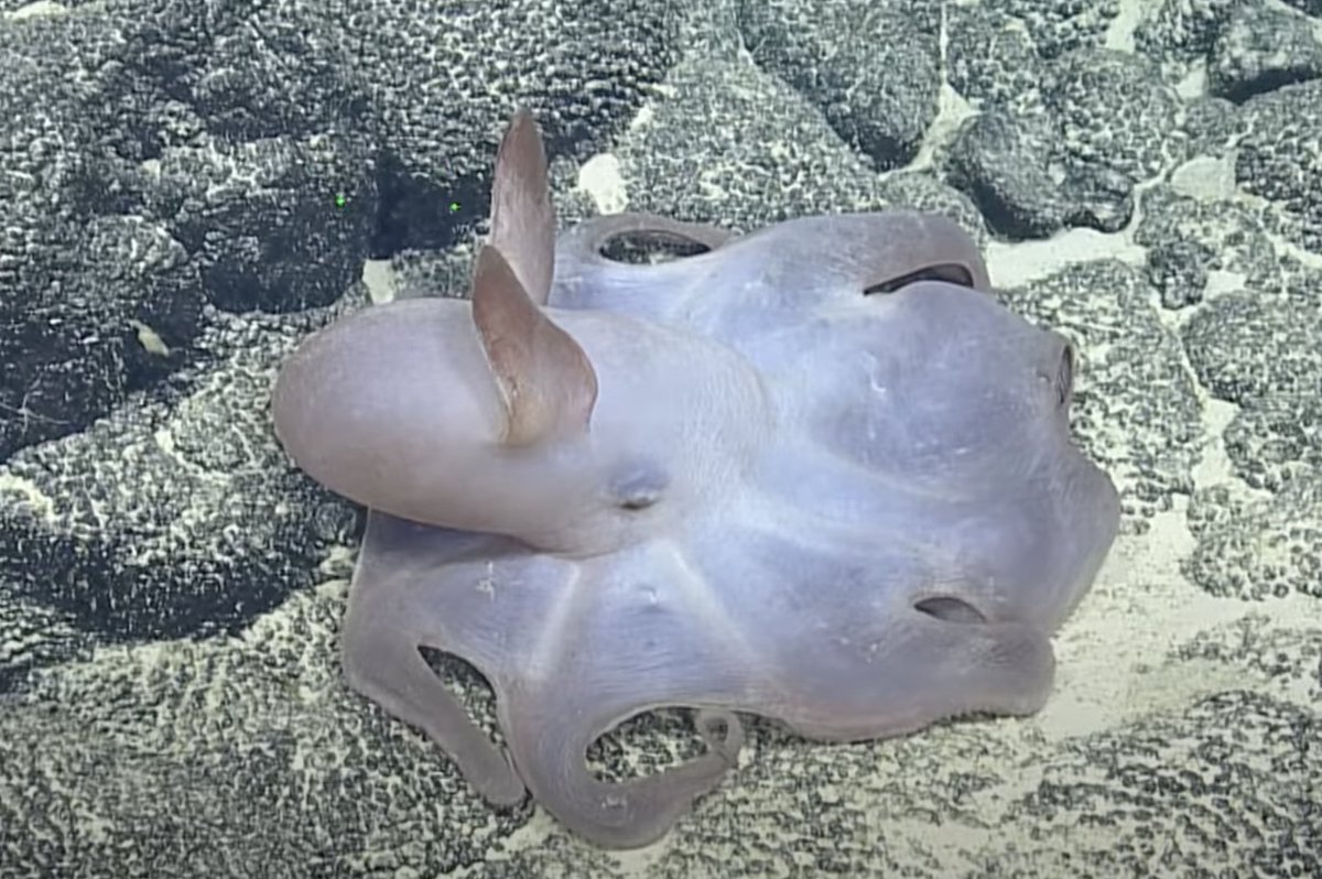 EVNautilus's tweet image. #PacificRemoteIslandsMarineNationalMonument we spotted TWO #dumbooctopuses: a full-grown Grimpoteuthis and juvenile Cirroteuthis. Both are cirrate #octopus with paired fins that resemble floppy ears on their heads. Watch: youtu.be/EjliF9Ms1OE