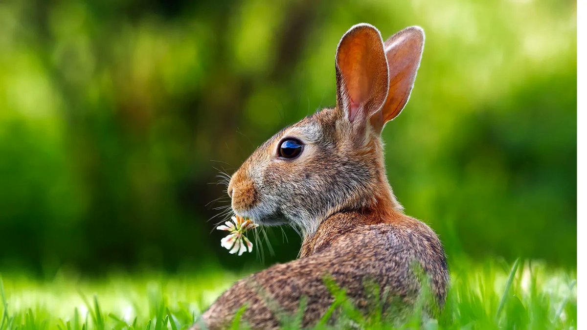#Hare today, gone tomorrow: Donald DeAngelis and Bo Zhang highlight this examination of how #predation risk and food limitations drive the snowshoe hare #population cycle. By <a href="/YMajchrzak/">Yasmine Majchrzak</a> <a href="/YukonUniversity/">Yukon University</a> <a href="/UAlberta/">University of Alberta</a> et al. in <a href="/Ecology_Letters/">Ecology Letters</a> #ecology
facultyopinions.com/prime/74165874…