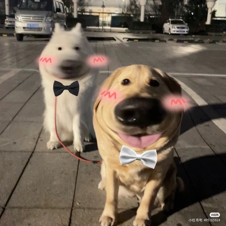 เธรดนี้ส่งต่อรูปน่ารักๆของเจ้าหน้ากลมยิ้มกว้างที่ทีในมือถือ 🐶🫧