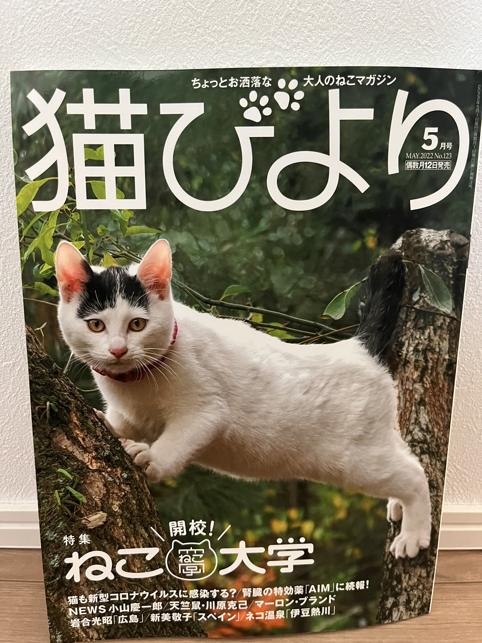 小山慶一郎の会いたい猫 Twitter Search Twitter