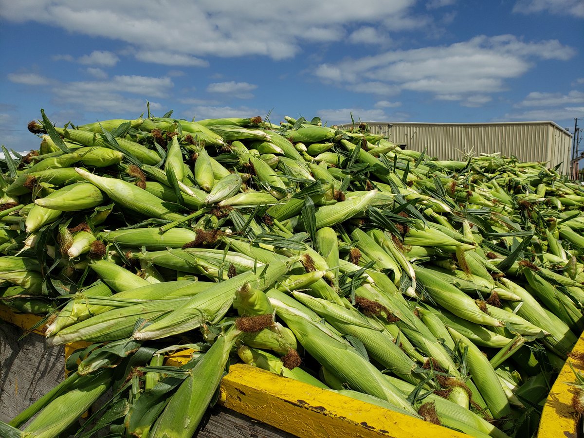 SWFLVegMan's tweet image. DYK the Everglades Agricultural Area is the nation's largest producer  of sweet corn with over 1 billion ears per year. #FFVA
