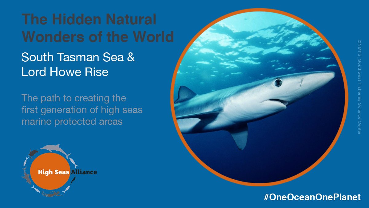 In the South Tasman Sea, there are #seamount summits at depths as shallow as 200m, while the #LordHoweRise reaches the surface at the three most southerly #coralreefs on Earth. We need a strong <a href="/UN/">United Nations</a> #HighSeasTreaty to protect these #MPAs effectively bit.ly/3rHeybJ