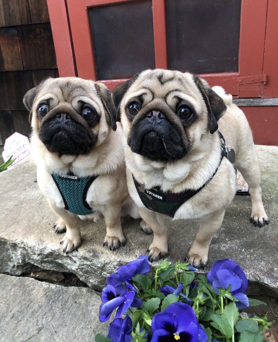 dog_rates's tweet photo. This is Zipper and Yahtzee. They are almost identical, except Zipper is a little taller and reminds Yahtzee constantly. They walk together, cuddle together, and beg together. They even have @Trupanion together. 13/10 for both #partner https://t.co/lrez0eYjGM