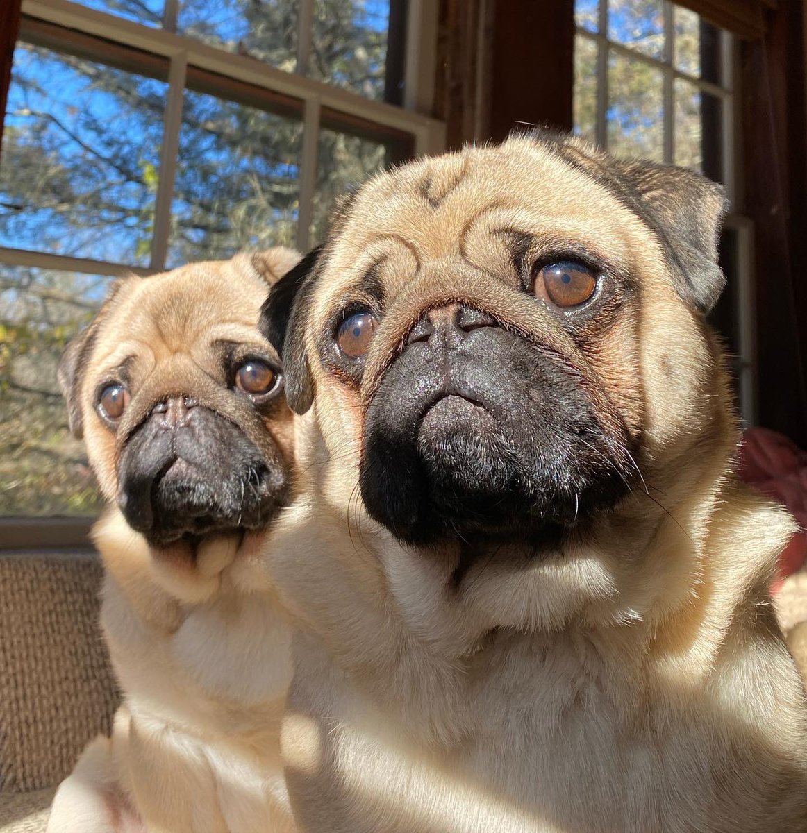 dog_rates's tweet photo. This is Zipper and Yahtzee. They are almost identical, except Zipper is a little taller and reminds Yahtzee constantly. They walk together, cuddle together, and beg together. They even have @Trupanion together. 13/10 for both #partner https://t.co/lrez0eYjGM