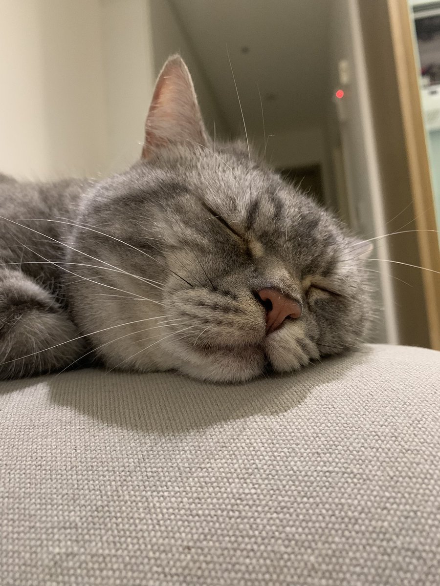 lelywen_wu's tweet photo. @CatddleNFT #Catddle @CatddleNFT https://t.co/5p44aaqp8f