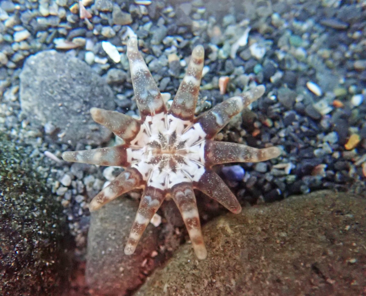 UC Davis Bodega Marine Laboratory (@bodegamarinelab) on Twitter photo Jacquie Rajerison - <a href="/Jax_Sci_Snax/">Jacqueline (Sci Art grad student) Rajerison</a> (right) searching for sea anemones in tidepools with PhD student Keira Monuki - <a href="/KMonuki/">Keira Monuki</a> (left). Jacquie is conducting an independent research project at BML studying diversity in populations of the Ten-tentacle Sea #Anemone.
📸: Eric Sanford Jacquie Rajerison - <a href="/Jax_Sci_Snax/">Jacqueline (Sci Art grad student) Rajerison</a> (right) searching for sea anemones in tidepools with PhD student Keira Monuki - <a href="/KMonuki/">Keira Monuki</a> (left). Jacquie is conducting an independent research project at BML studying diversity in populations of the Ten-tentacle Sea #Anemone.
📸: Eric Sanford
