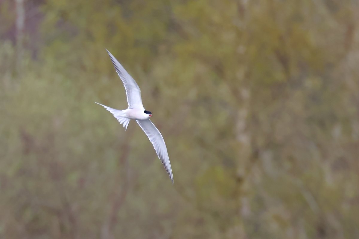 Nick_e_Robinson's tweet photo. Not a lot of migration today at #WhitlinghamCP #NorwichBirds No hirundines but a couple of common terns arrived in at the East end of the Great Broad but never coming close. @Norwichbirder @DJLbirding https://t.co/LCE95fgQ1N