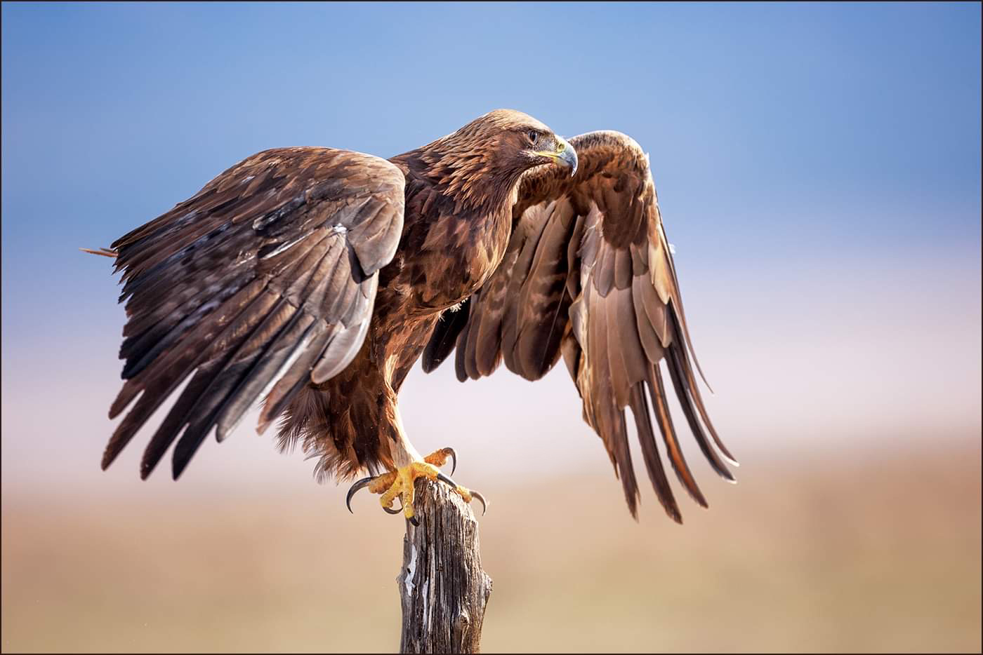 Golden Eagle Wings Spread