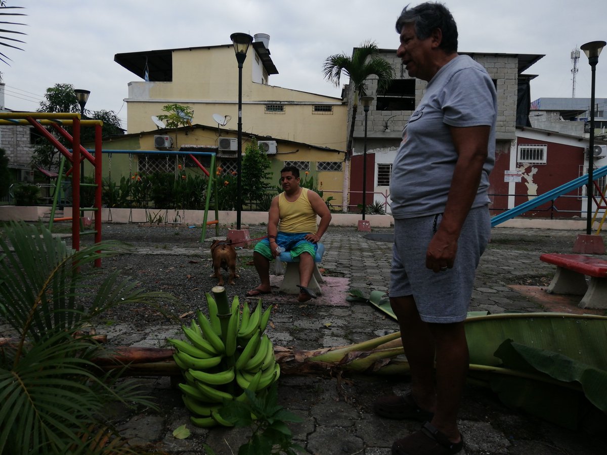 buenarte1's tweet photo. Se cayóla mata de verde..donde se desprendió desde su origen y bueno desde mi parque a la olla, así es #ecuador ...#bolon.. Inf #mariorivadeneira https://t.co/rnTgbT5WFn