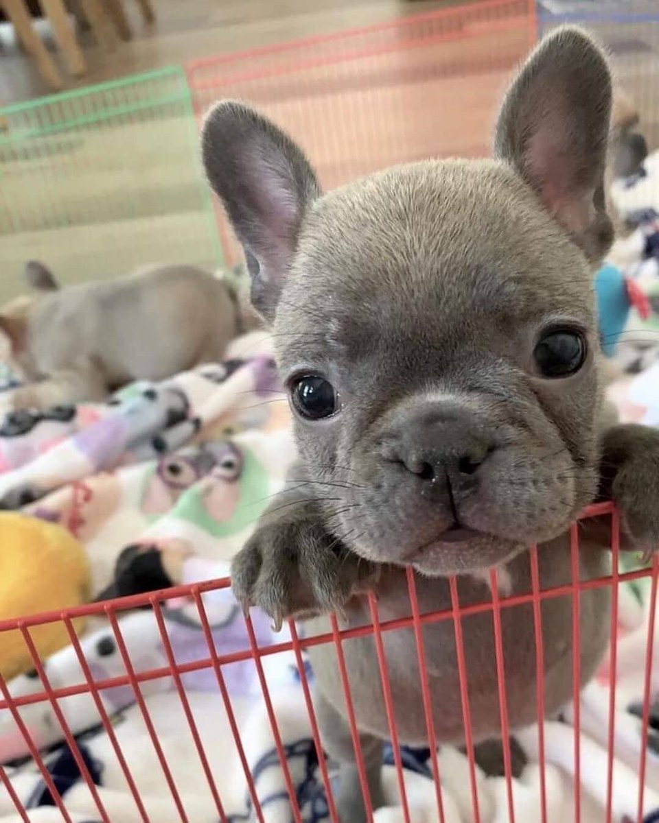 💕
#frenchbulldog
