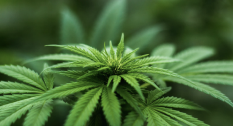 MCOAmerica's tweet photo. If The Slipper Fits, Buy It
The Los Angeles, California-based Company operates, invests in and acquires cannabis businesses. Its diversified portfolio includes:
https://t.co/zkKCcZtTmI https://t.co/75wlh1nN3u
