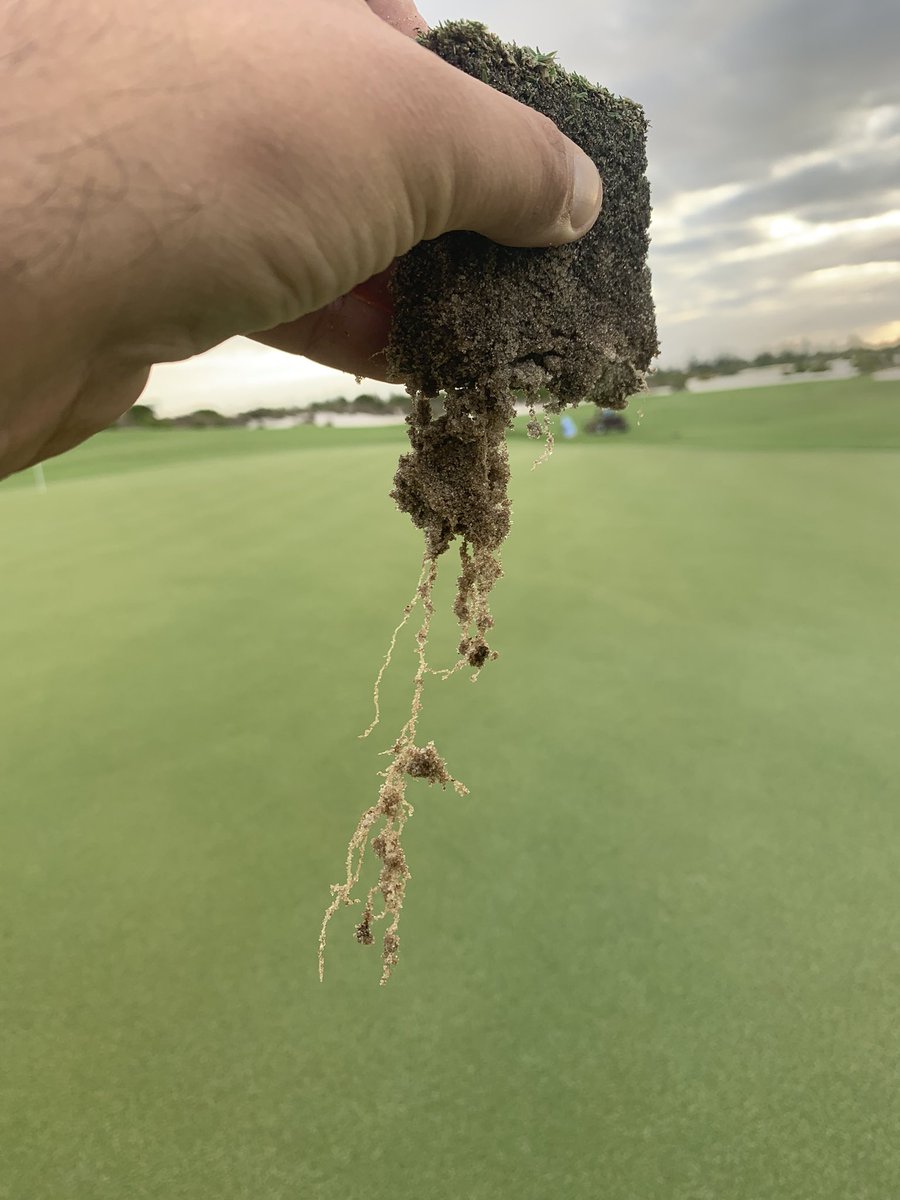 Happy with these 8 inch tiff eagle roots for the end of the season.