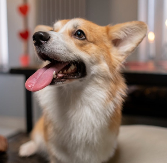 Bark__Paws's tweet photo. 67% of pet owners reported their pets acting strangely right before a storm. 

Is your dog able to sense when a storm is coming?
.
.
.
#tongueouttuesday #dogmom #barkpaws #dogsoftennessee #tennesseedogs #knoxvilledogs #dogsofchattanooga #dogs #dogstagram #doglover #furmom https://t.co/9SYegAtdEf