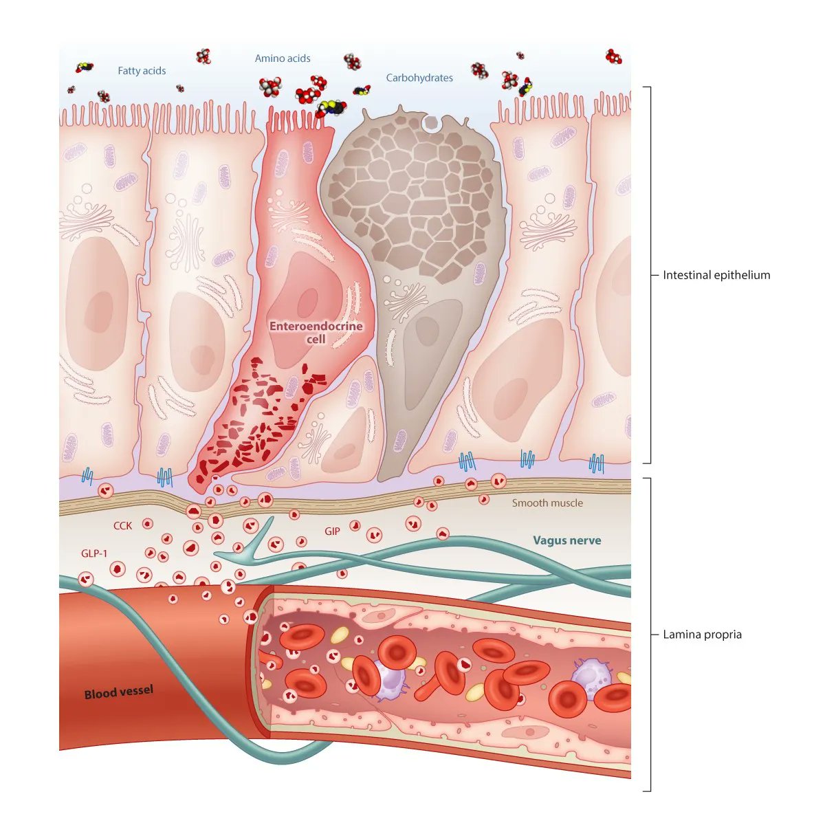 Medical Illustration & Animation on Twitter: Medical Illustration & Animation on Twitter: