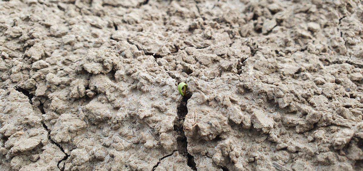 Deze beginnende biet in Westmaas gaat het wel redden. Voor de planten die in of onder een korst zitten, is het wat spannender. Zie onderstaand bericht <a href="/IRS_suikerbiet/">IRS suikerbieten</a>