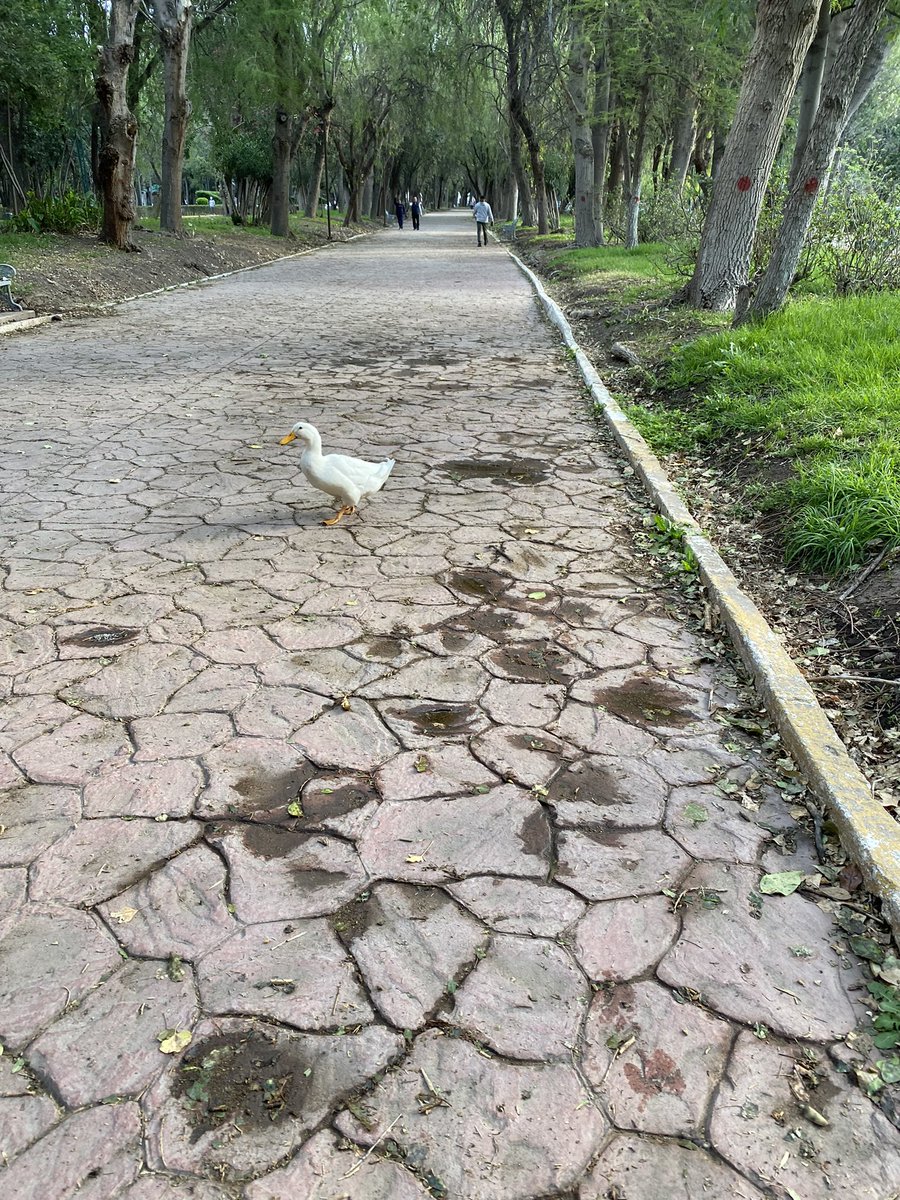 ivanportega's tweet photo. Quieres ser fit. Pero un pato se atraviesa en el camino. https://t.co/3OBf9YFKVv
