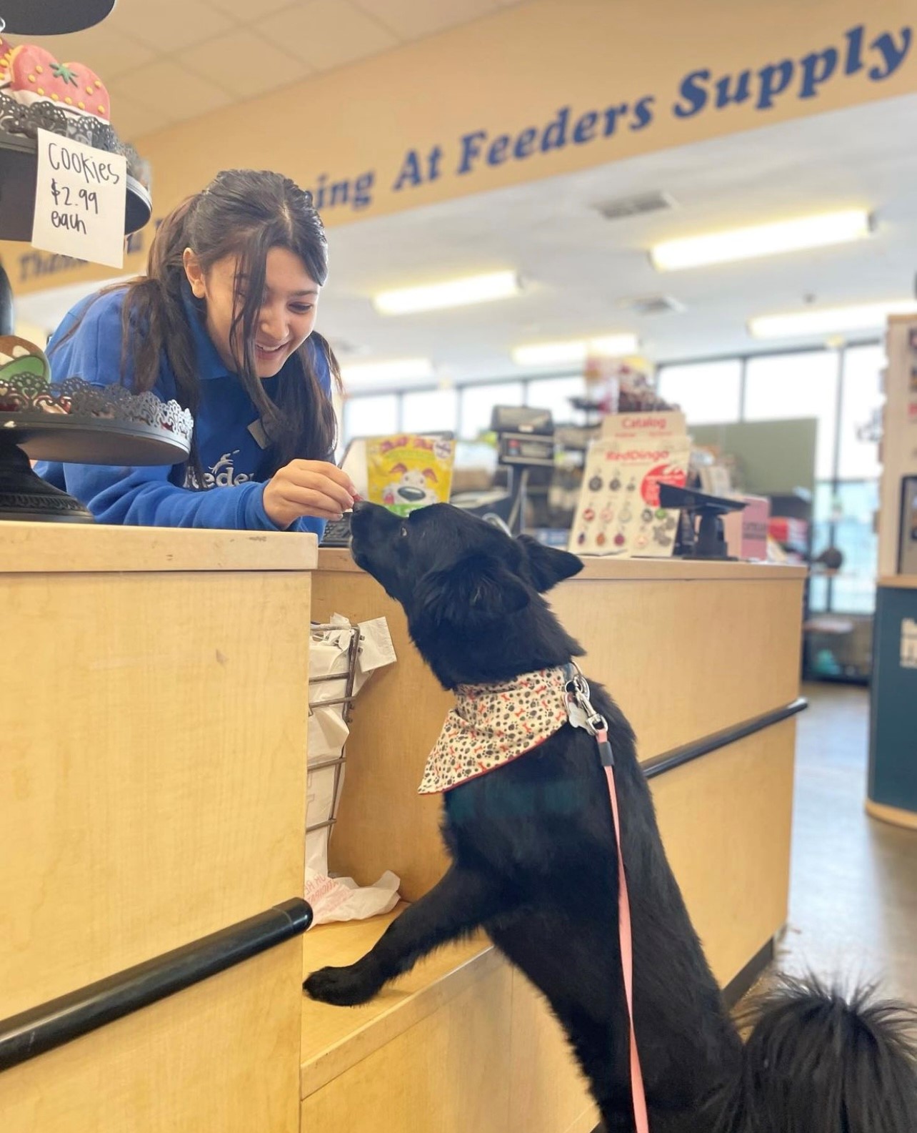 Feeders supply dog training cheap