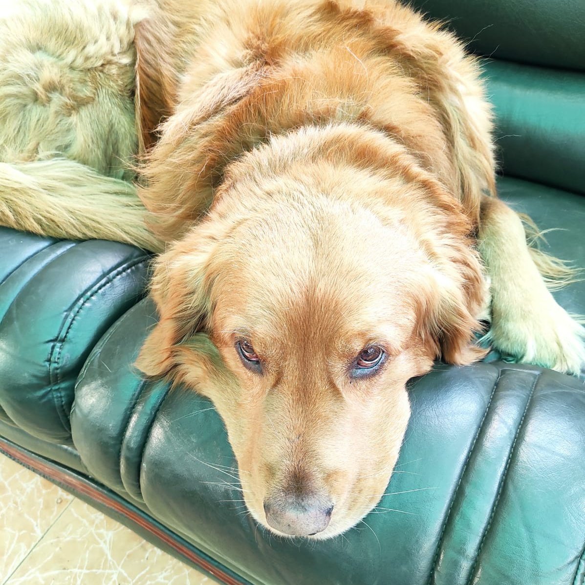 newbeebts's tweet photo. Hi! I don't even know how to say this but I started a kofi if you want to help me in any way (even just sharing this) to help me pay for the meds, exams and other things for my pets. I'm an uni student and what my parents give is not enough right now :( https://t.co/QkbzBEWodp