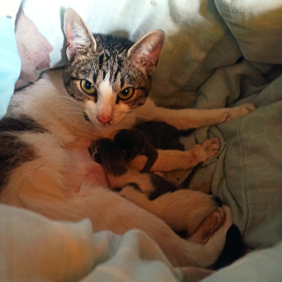 newbeebts's tweet photo. Hi! I don't even know how to say this but I started a kofi if you want to help me in any way (even just sharing this) to help me pay for the meds, exams and other things for my pets. I'm an uni student and what my parents give is not enough right now :( https://t.co/QkbzBEWodp