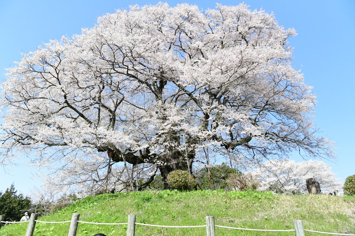 今日も醍醐を…