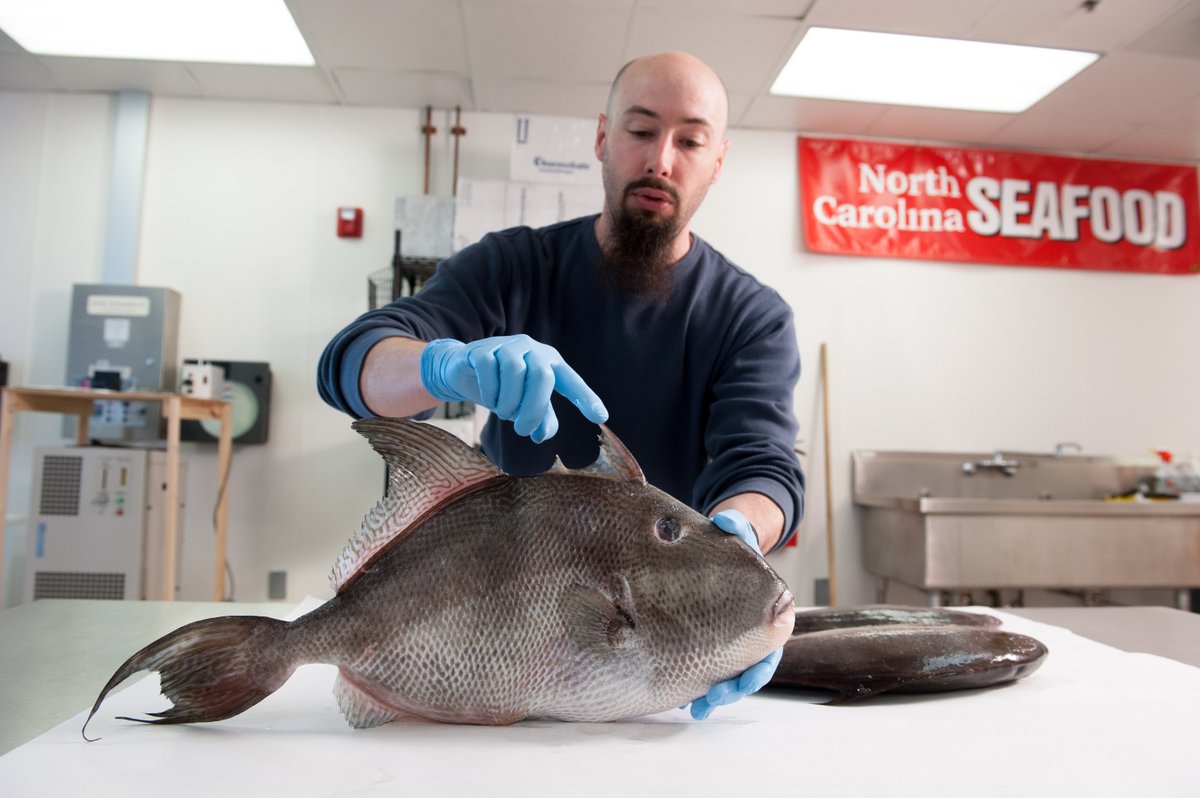 fbnsncstate's tweet image. NEW! Seafood Lab website ow.ly/NQ4P50IvjzV Led  by Dr. Alex Chouljenko at @NCState Center for Marine Sciences &amp;amp; Technology in Morehead City, NC. Provides solutions in #productsafety, #processingtechnology &amp;amp; value-added products using fresh- or salt-water fish &amp;amp; shellfish 🐟