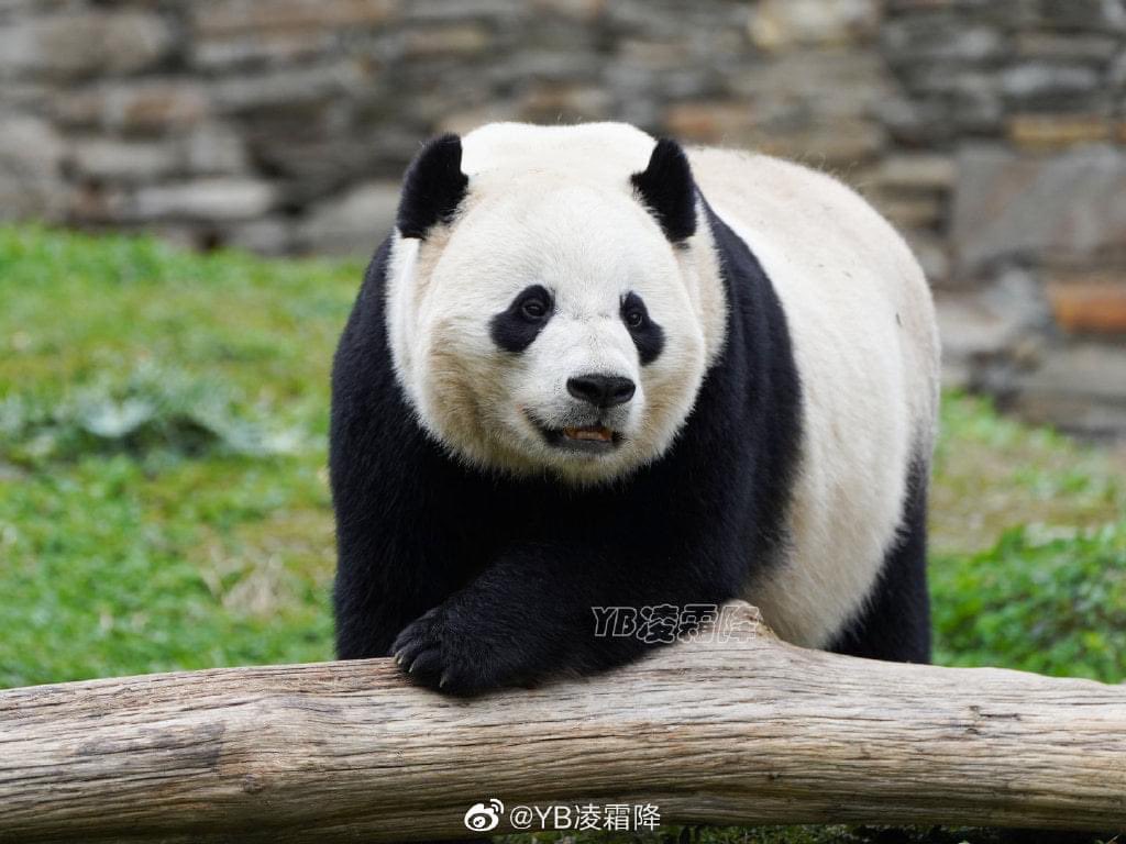 Princess Pinky 1st of Her Name & Mother of Pandas tweet media