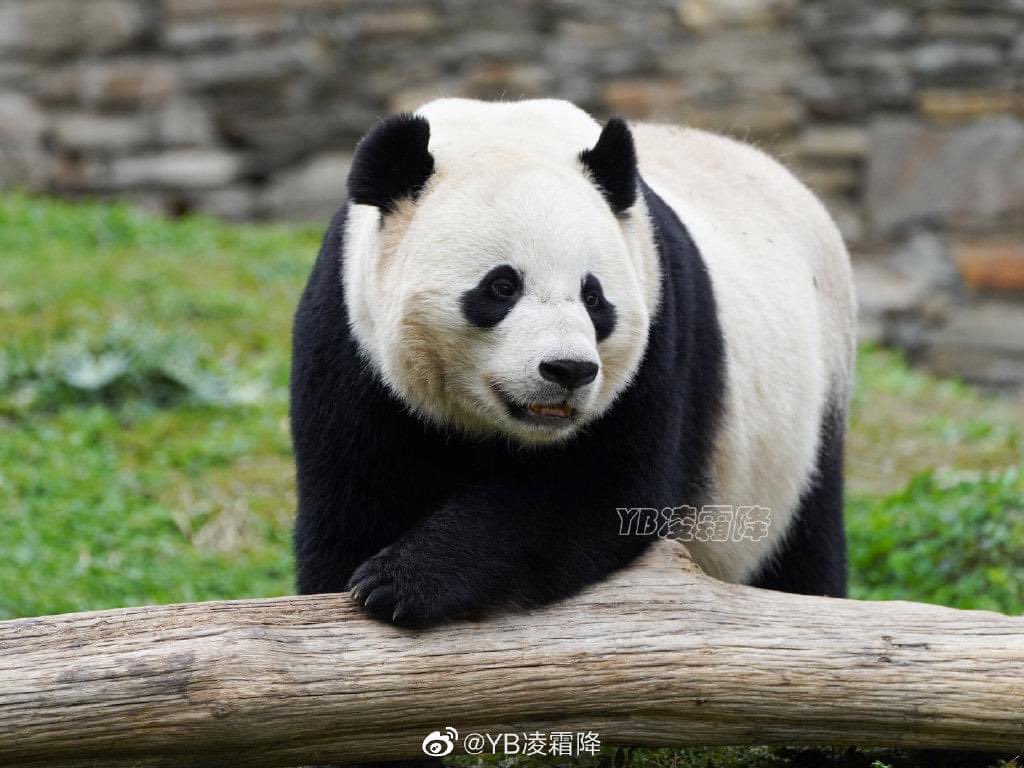 Princess Pinky 1st of Her Name & Mother of Pandas tweet media