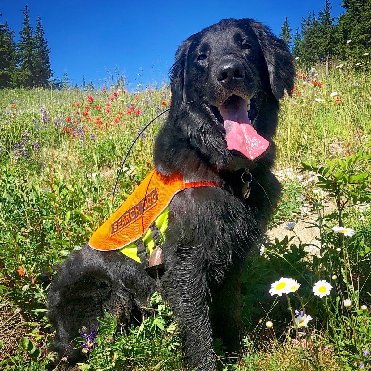 KCSearchDogs's tweet photo. Our very own K9 Lincoln has been nominated as Hero Dog of the year! He needs your vote to become a finalist: https://t.co/t0K7ENcjco
Please give him your vote and retweet to spread the work. You can vote once a day through May 18!
#SearchDog #Seattledogs #PNW @thedogist https://t.co/0rJ0SyJDLW