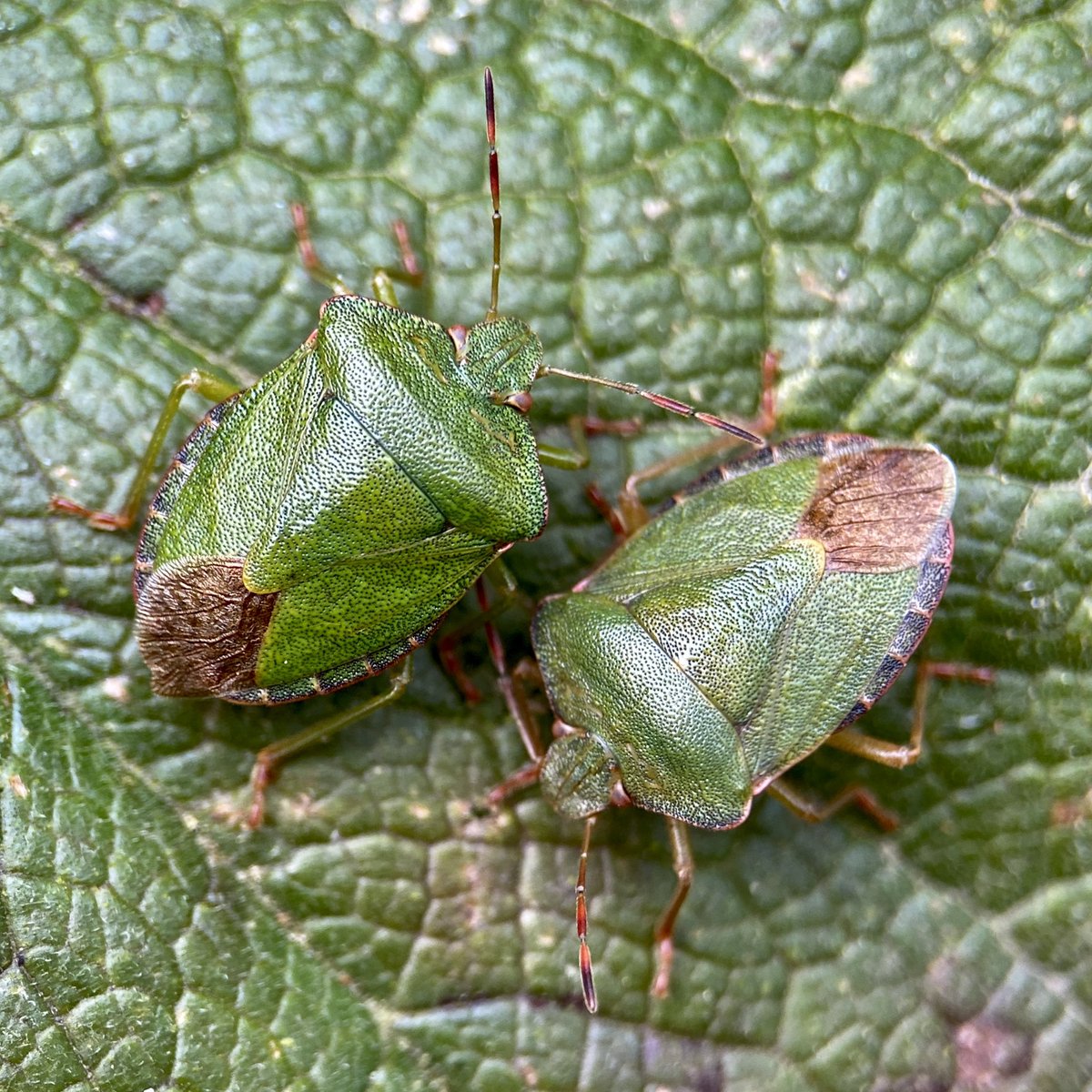 bernoid's tweet photo. Green Shieldbugs #lookingatbugs https://t.co/SNIxyRVGCU