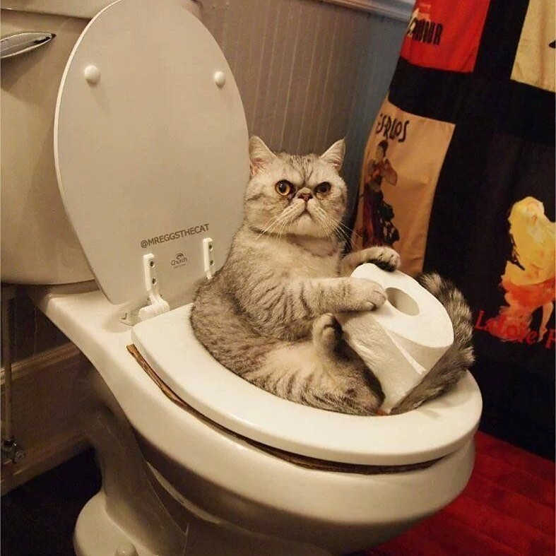 Cats + Toilets = Magic
#cats #catsofinstagram #catstagram #catsagram #catloversclub #catlove #toilet #toilet #toilets #toiletselfie #funny #funnycats #funnycat #meow #poo #poop #bathroomhumor #toilethumor