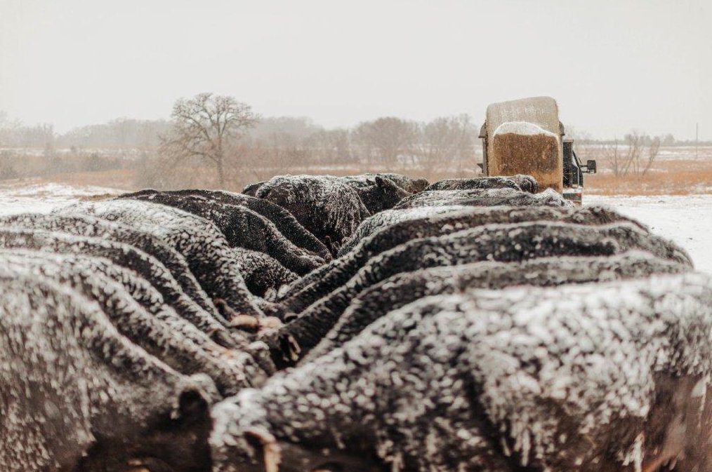 livestock in winter conditions